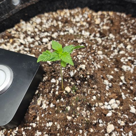 Orange Creamsicle X Hella Jelly growlog timeline photo