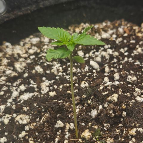 Orange Creamsicle X Hella Jelly growlog timeline photo