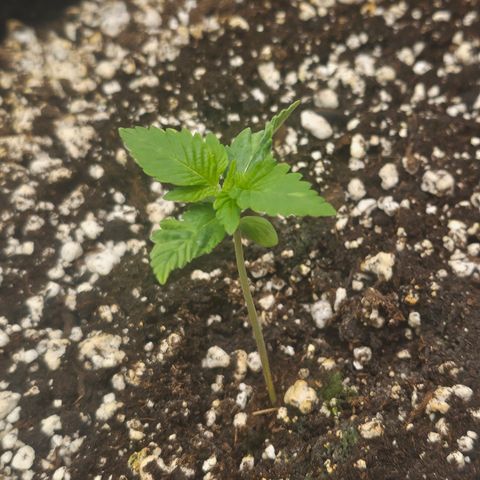 Orange Creamsicle X Hella Jelly growlog timeline photo