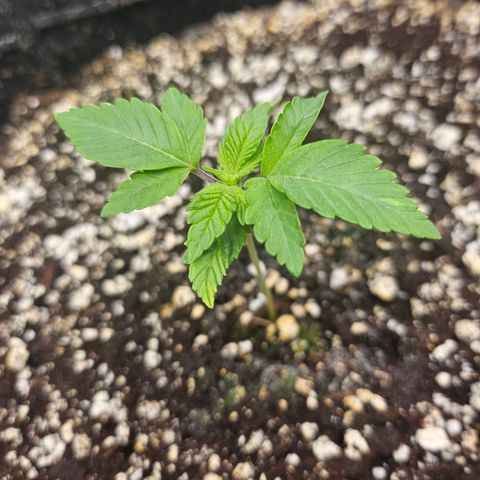 Orange Creamsicle X Hella Jelly growlog timeline photo