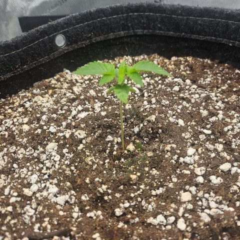 Orange Creamsicle X Hella Jelly growlog timeline photo