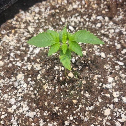 Orange Creamsicle X Hella Jelly growlog timeline photo
