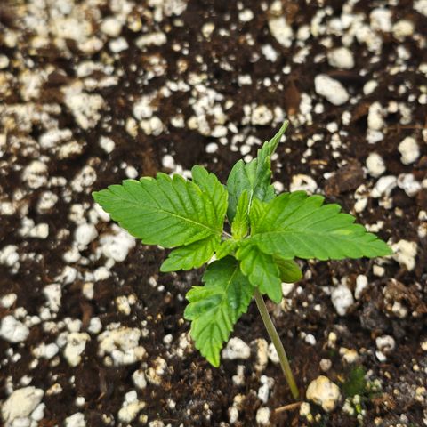 Orange Creamsicle X Hella Jelly growlog timeline photo