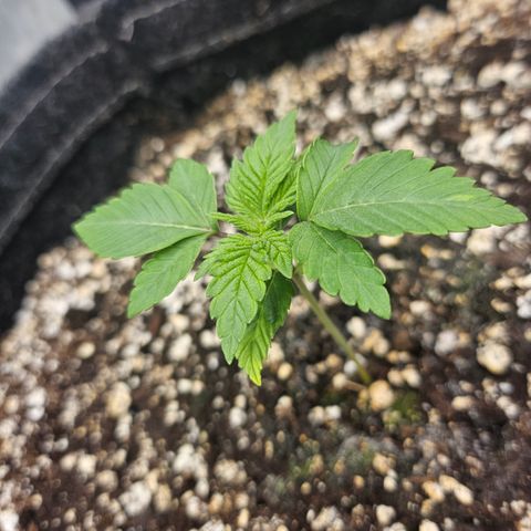 Orange Creamsicle X Hella Jelly growlog timeline photo