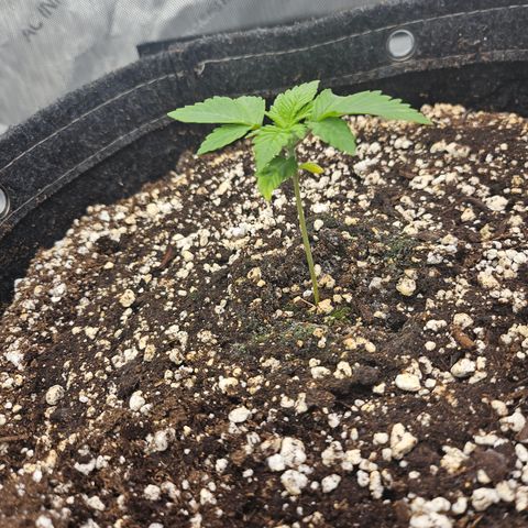 Orange Creamsicle X Hella Jelly growlog timeline photo