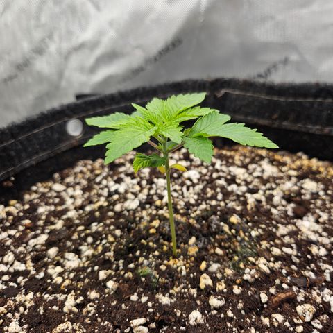 Orange Creamsicle X Hella Jelly growlog timeline photo