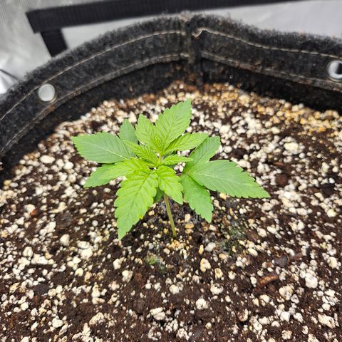 Orange Creamsicle X Hella Jelly growlog timeline photo