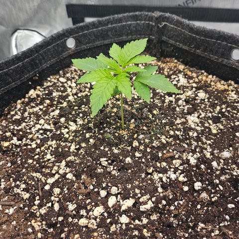 Orange Creamsicle X Hella Jelly growlog timeline photo