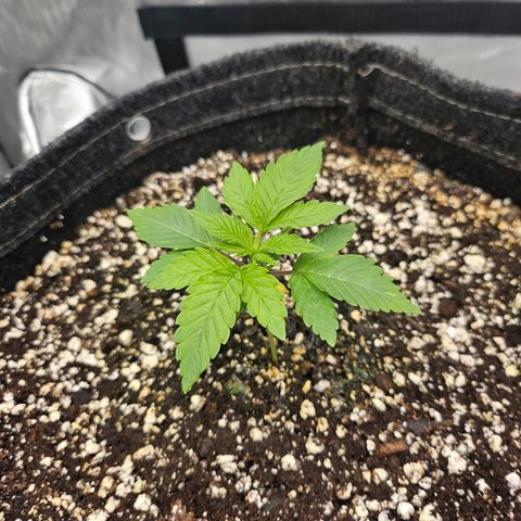 Orange Creamsicle X Hella Jelly growlog timeline photo