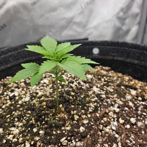 Orange Creamsicle X Hella Jelly growlog photo: Jump in growth today