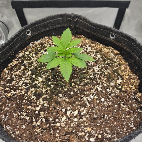 Orange Creamsicle X Hella Jelly growlog photo: Jump in growth today