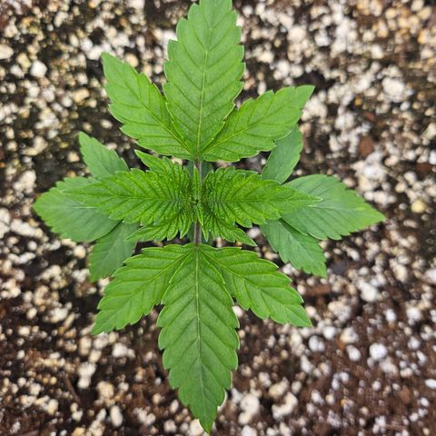 Orange Creamsicle X Hella Jelly growlog photo: Jump in growth today