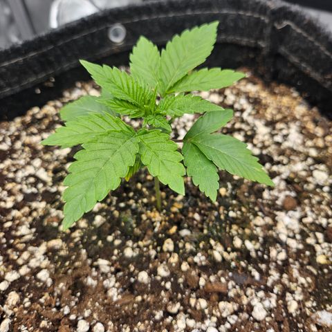 Orange Creamsicle X Hella Jelly growlog photo: Jump in growth today