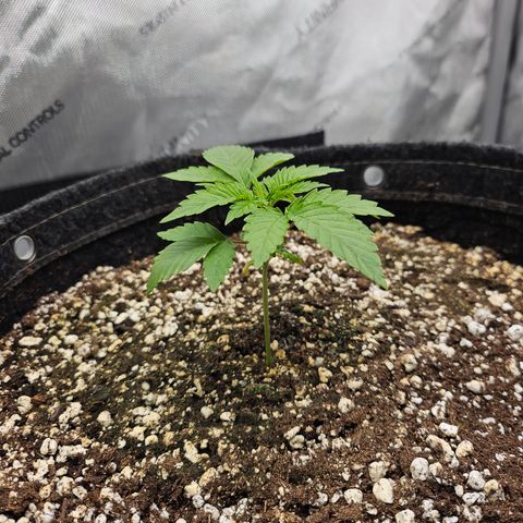 Orange Creamsicle X Hella Jelly growlog timeline photo