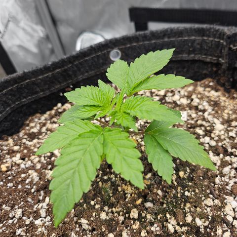 Orange Creamsicle X Hella Jelly growlog timeline photo