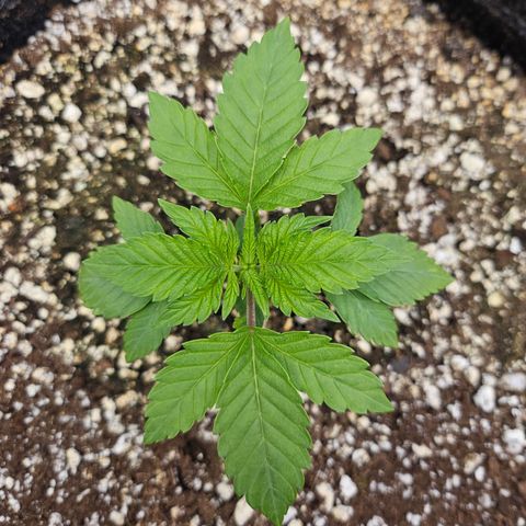 Orange Creamsicle X Hella Jelly growlog timeline photo