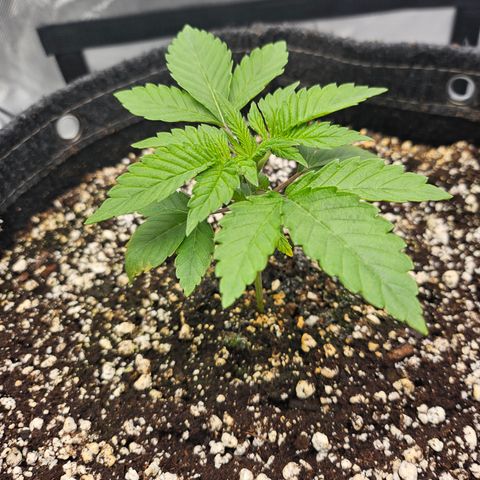 Orange Creamsicle X Hella Jelly growlog timeline photo