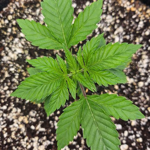 Orange Creamsicle X Hella Jelly growlog timeline photo