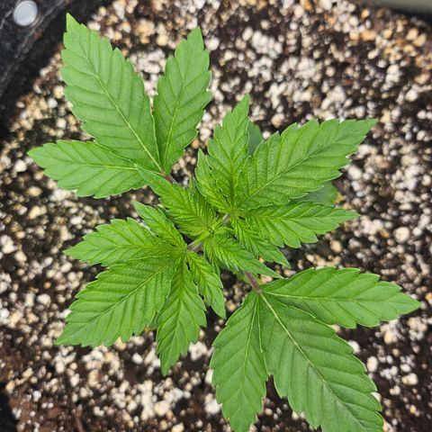 Orange Creamsicle X Hella Jelly growlog timeline photo