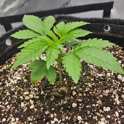 Orange Creamsicle X Hella Jelly growlog timeline photo