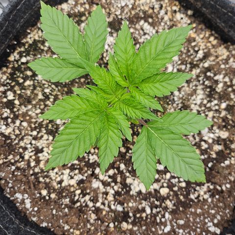 Orange Creamsicle X Hella Jelly growlog timeline photo