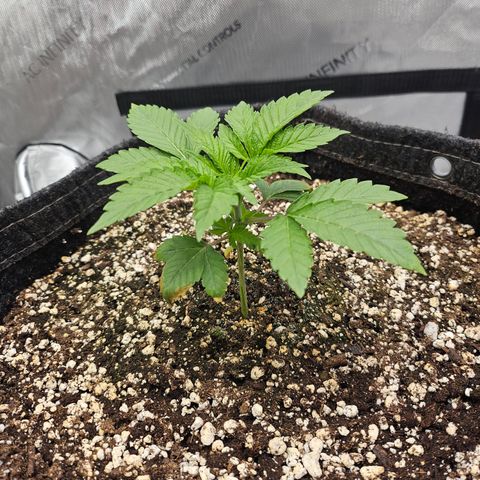 Orange Creamsicle X Hella Jelly growlog timeline photo