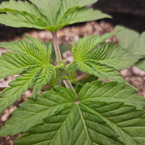 Orange Creamsicle X Hella Jelly growlog timeline photo