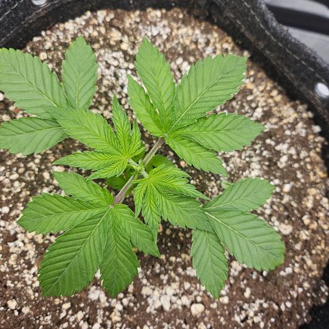 Orange Creamsicle X Hella Jelly growlog timeline photo