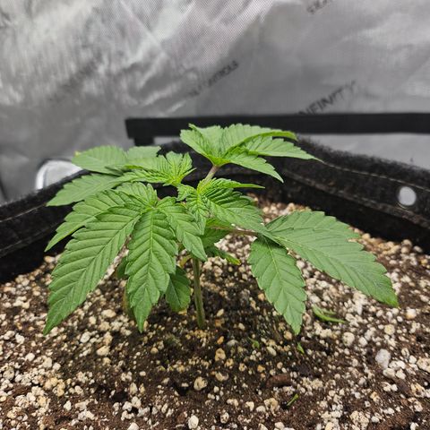 Orange Creamsicle X Hella Jelly growlog timeline photo