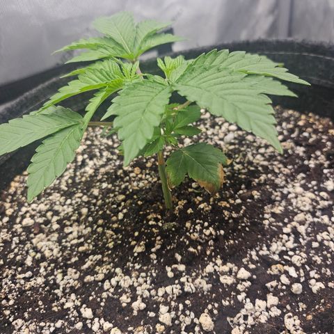 Orange Creamsicle X Hella Jelly growlog timeline photo