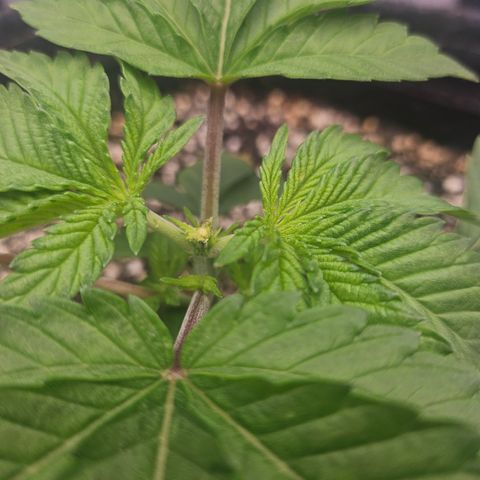 Orange Creamsicle X Hella Jelly growlog timeline photo