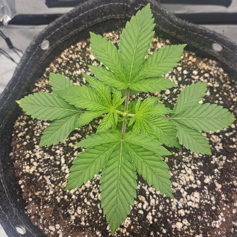 Orange Creamsicle X Hella Jelly growlog timeline photo