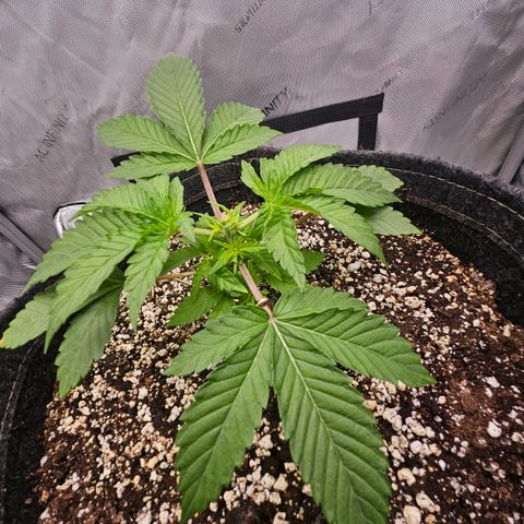 Orange Creamsicle X Hella Jelly growlog timeline photo