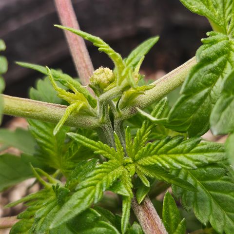Orange Creamsicle X Hella Jelly growlog timeline photo