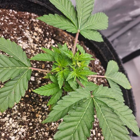 Orange Creamsicle X Hella Jelly growlog timeline photo