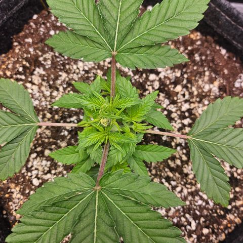 Orange Creamsicle X Hella Jelly growlog timeline photo