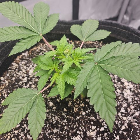 Orange Creamsicle X Hella Jelly growlog timeline photo