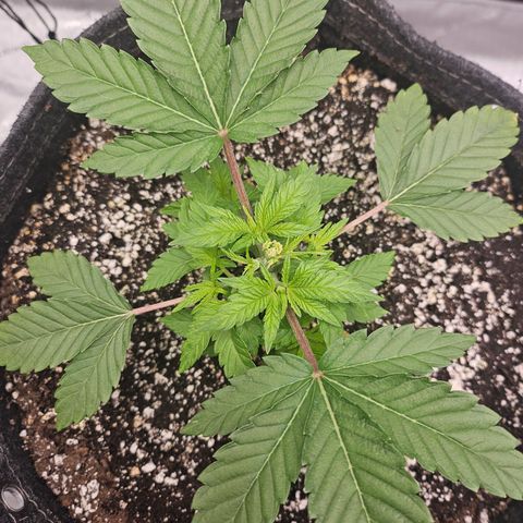 Orange Creamsicle X Hella Jelly growlog timeline photo