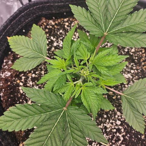 Orange Creamsicle X Hella Jelly growlog timeline photo
