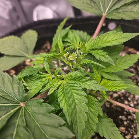 Orange Creamsicle X Hella Jelly growlog timeline photo