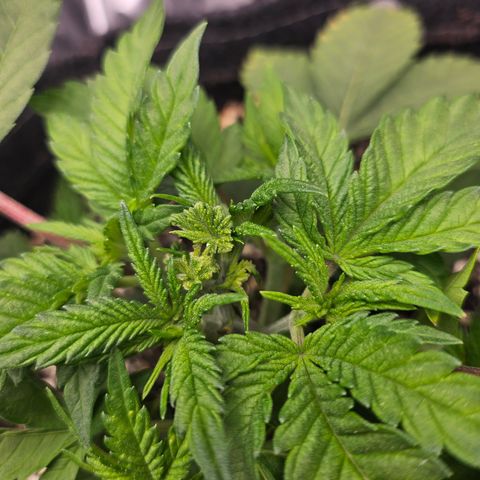 Orange Creamsicle X Hella Jelly growlog timeline photo
