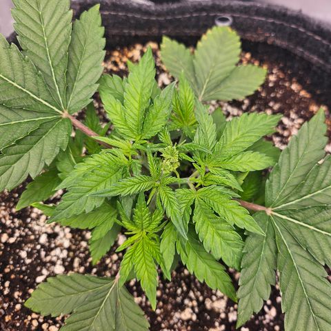 Orange Creamsicle X Hella Jelly growlog timeline photo