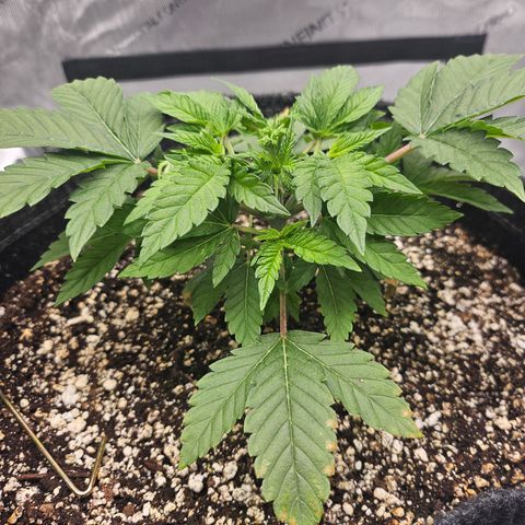 Orange Creamsicle X Hella Jelly growlog timeline photo