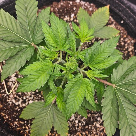 Orange Creamsicle X Hella Jelly growlog timeline photo