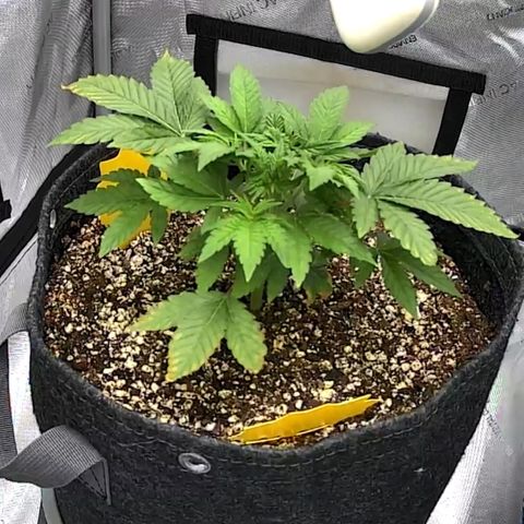 Orange Creamsicle X Hella Jelly growlog timeline photo