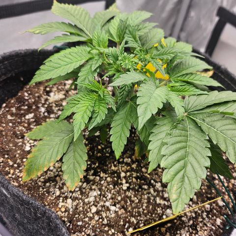 Orange Creamsicle X Hella Jelly growlog photo: Noticing more tip burn. Bigger leaves not new growth.  Possibly hungry.