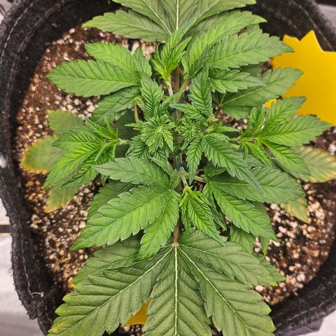 Orange Creamsicle X Hella Jelly growlog photo: Noticing more tip burn. Bigger leaves not new growth.  Possibly hungry.