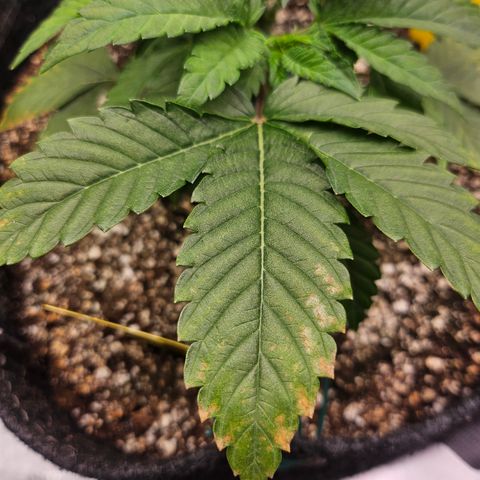 Orange Creamsicle X Hella Jelly growlog photo: Noticing more tip burn. Bigger leaves not new growth.  Possibly hungry.