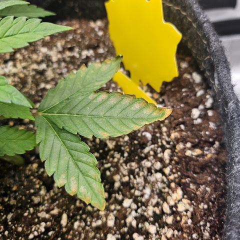 Orange Creamsicle X Hella Jelly growlog photo: Noticing more tip burn. Bigger leaves not new growth.  Possibly hungry.
