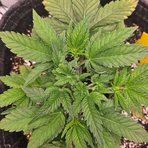 Orange Creamsicle X Hella Jelly growlog timeline photo